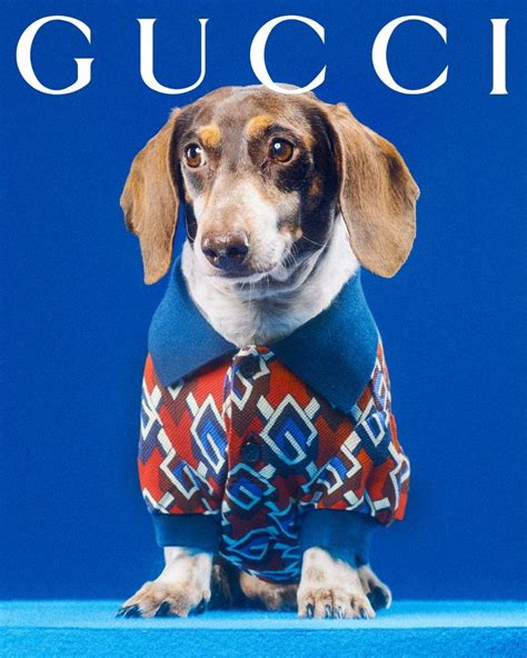 gucci shirt with dog|gucci new pet collection.